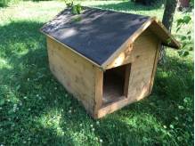 ox_buda-dla-psa