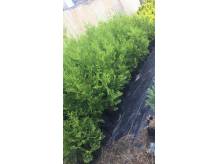 ox_sprzedam-thuje-braband-aerospicata-12zl-90-120cm