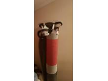 ox_oddam-male-kotki-za-darmo