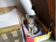 ox_oddam-mlode-kociaki