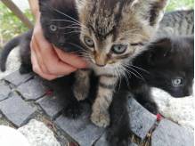 ox_kotki-7-tegodniowe-oddam-w-dobre-rece