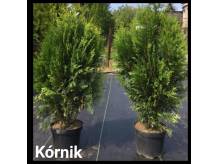 ox_thuja-plicata-kornik