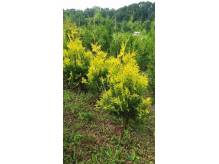 ox_thuja-zywoplotowa-sunkist