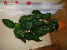 ox_difenbachia-piekny-dekoracyjny-duzy-kwiat-doniczkowy-2-pienny-170cm