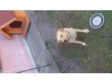 ox_oddam-pieska-w-dobre-rece