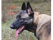 ox_owczarek-belgijski-malinois