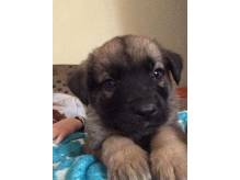 ox_malenstwo-zara-do-adopcji