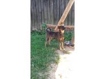 ox_marcel-maly-drobny-ok-10-kg