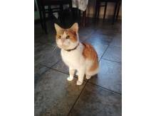 ox_oddamy-8-miesiecznego-kota-simbe-w-dobre-rece