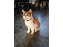 ox_oddamy-8-miesiecznego-kota-simbe-w-dobre-rece