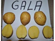 ox_ziemniaki-jadalne-odmiana-gala-workowane-polecam