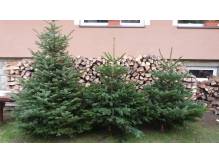 ox_choinki-swiateczne-z-wlasnej-plantacji-sosna-jodla-swierk