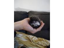 ox_jez-pigmejski-afrykanski-domowa-hodowla-afropigmej