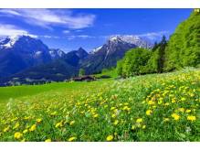 ox_praca-w-austrii-serwis-sprzatajacy