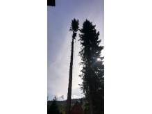 ox_wycinka-drzew-arborystykapielegnacja-ogrodu