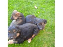 ox_owczarki-niemieckie-mieszane-z-malamutem