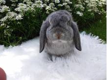 ox_krolik-mini-lop-kroliczek-karzelek-miniaturka
