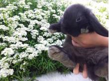 ox_kroliczek-mini-lop-krolik-miniaturka-baranek-karzelek