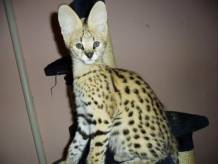 ox_dostepne-kocieta-serval