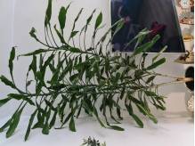 ox_oddam-kwiatka-170-cm