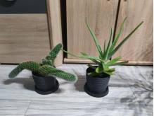 ox_kaktus-aloes