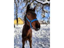 ox_praca-przy-koniach-w-zamian-za-jazde