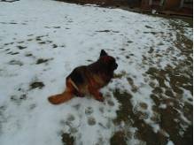 ox_owczarek-niemiecki-dlugowlosy-suczka