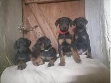 ox_szczenieta-rasy-dobermam