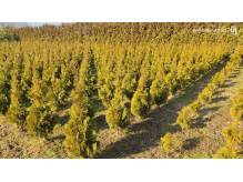 ox_tuja-szmaragd-thuja-smaragd-tuja-smaragd-sprzedam-cieszyn