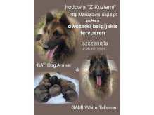 ox_owczarki-belgijskie-tervueren