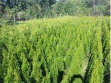 ox_tuja-szmaragd-thuja-smaragd-wys-od-40-130-cm-cieszyn