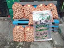 ox_sadzeniaki-odm-gala-sadzone-byly-u-mnie-1-raz-po-centrali-130-kg