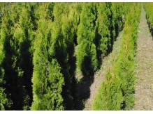 ox_tuja-szmaragd-thuja-smaragd-wys-od-40-130-cm-cieszyn