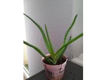 ox_aloes