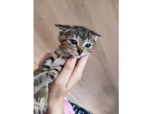 ox_oddam-sliczna-kotke-w-dobre-rece