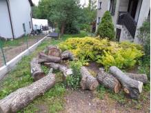 ox_sprzedam-drzewo-orzech-wloski