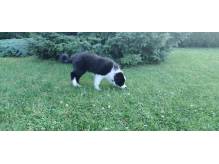 ox_border-collie