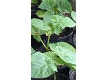ox_sadzonka-paulownia-cesarskie-drzewko-fioletowe-kwiaty