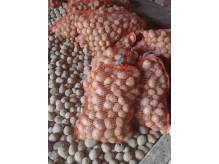 ox_ziemniaki-jadalne-odm-gala-i-queen-anne-z-malego-gospodarstwa
