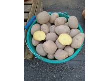 ox_ziemniaki-jadalne-gala-na-zime-z-transportem-w-cenie-zakupu-200-kg