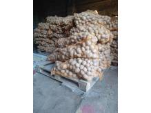ox_ziemniaki-odm-otruda-gala-cena-285-zl-1kg-lub-16-koron-cz1-kg