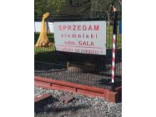 ox_ziemniaki-swojskie-gala-z-transportem-klienta-do-25-km-za-50-zl