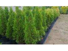 ox_tuja-szmaragd-thuja-smaragd-wys-od-100-160-cm-cieszyn
