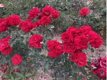 ox_krzewy-roz-roze