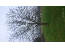 ox_oddam-drewno-orzecha-wloskiego