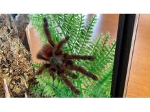 ox_ptasznik-caribena-versicolor-samica-4dc-nowe-terrarium