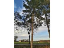 ox_3-drzewa-swierkowe-srednie-w-obw-oddam-za-darmo-za-sciecie-okazja