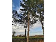 ox_3-drzewa-swierkowe-srednie-w-obw-oddam-za-darmo-za-sciecie-okazja