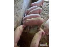 ox_prosieta-rasy-miesnej-ogloszenie-dodane-na-zyczenie-corki