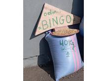 ox_owies-siewny-i-inne-przezn-bingo-zbior-2024-r-2-tony-pak-po-40-kg